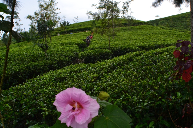 The tea plantations surrounding our home in Hatton, Sri Lanka